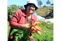 Growing rain resistant carrots